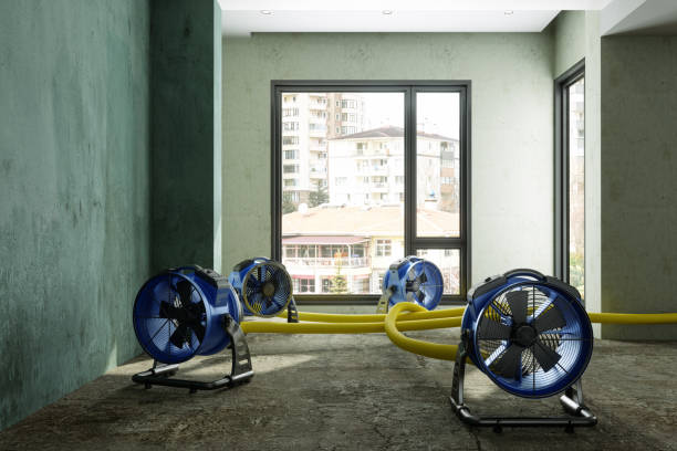 Best Mold removal after water damage  in Kansas City, KS
